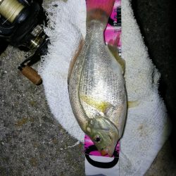 南港フェリーヘチ釣り （続渋め！小キビレ、ウミタナゴ釣果）