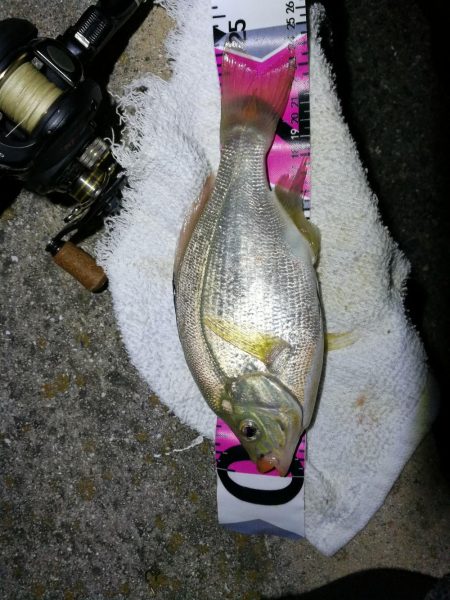 南港フェリーヘチ釣り （続渋め！小キビレ、ウミタナゴ釣果）