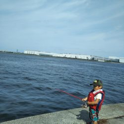 渡船で南港沖波止サビキ絶好調