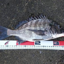 夏チヌいい感じ