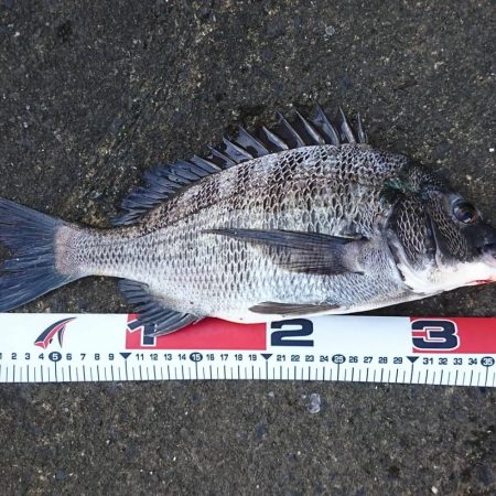 夏チヌいい感じ