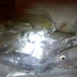 ケンサキ数狙い！