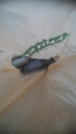 アオリイカ　胴長10センチ確認！