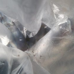 あおりいか　順調に釣れてます！