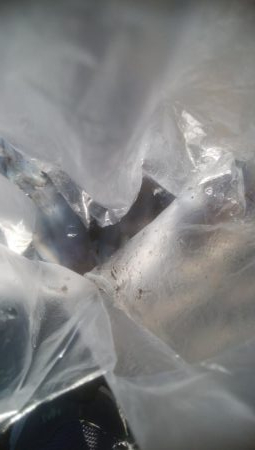 あおりいか　順調に釣れてます！