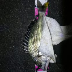 南港フェリーヘチ釣り （台風後の強風ヘチ釣りにて真チヌ、キビレ釣果）