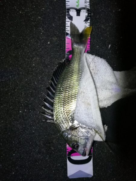 南港フェリーヘチ釣り （台風後の強風ヘチ釣りにて真チヌ、キビレ釣果）