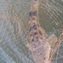 安定のデイマゴチ