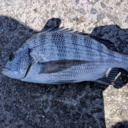 チヌ、コッパグレ