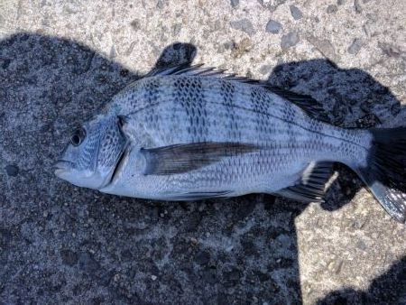 チヌ、コッパグレ