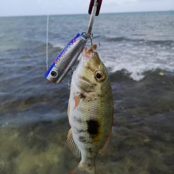 強風でも強行リーフエリア