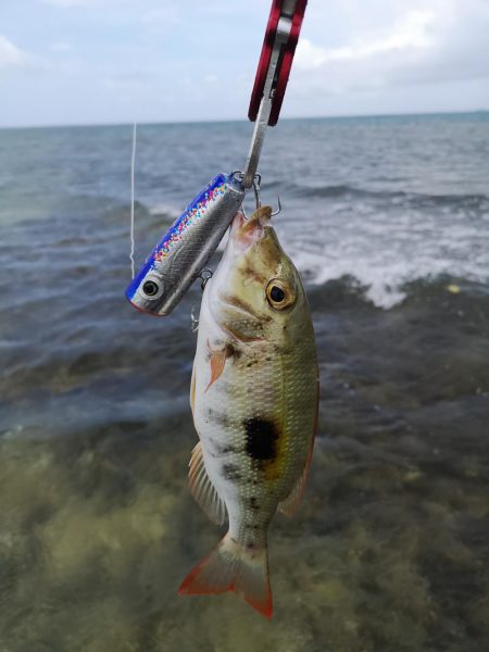 強風でも強行リーフエリア