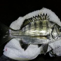 南港カモメ大橋ヘチ釣行 (キビレ40cm、小真チヌ、 釣果他)