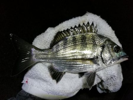 南港カモメ大橋ヘチ釣行 (キビレ40cm、小真チヌ、 釣果他)