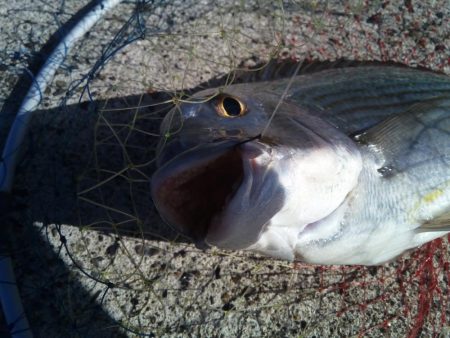 久しぶりのヘチ釣りで良サイズのヘダイ