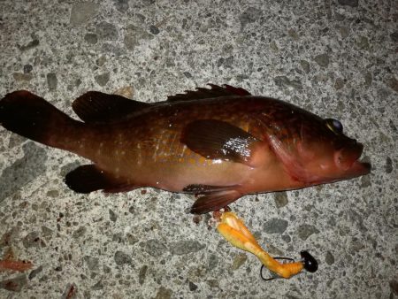 ロックフィッシュ