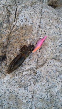 デイマゴチ&アオリ