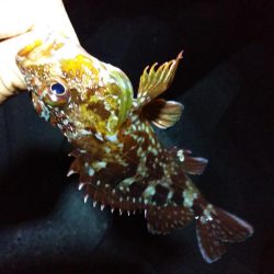 ガシラ釣り楽しい！