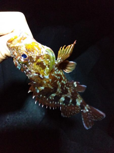 ガシラ釣り楽しい！