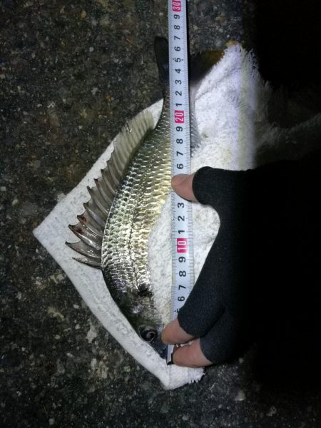 南港フェリーヘチ釣り （小キビレ、ガシラ釣果）