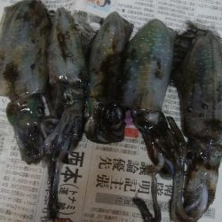 アオリイカ 5杯
