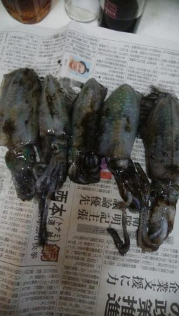 アオリイカ 5杯