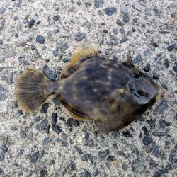 アジ、カワハギその他