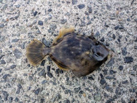 アジ、カワハギその他