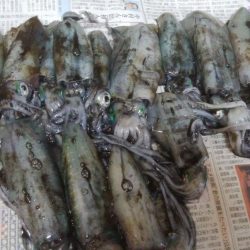 アオリイカ15杯！　自作エギでも釣れた！