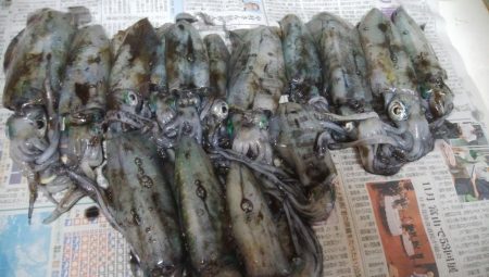 アオリイカ15杯！　自作エギでも釣れた！