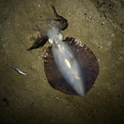 夏のキロアップ