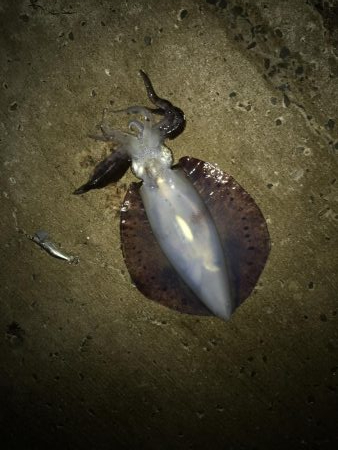 夏のキロアップ