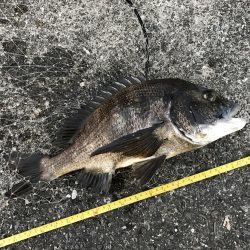 サナギフカセモーニング！