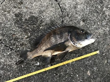 サナギフカセモーニング！