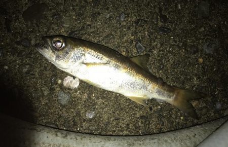 朝練メッキ&おまけ