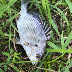 ランガンポッパー