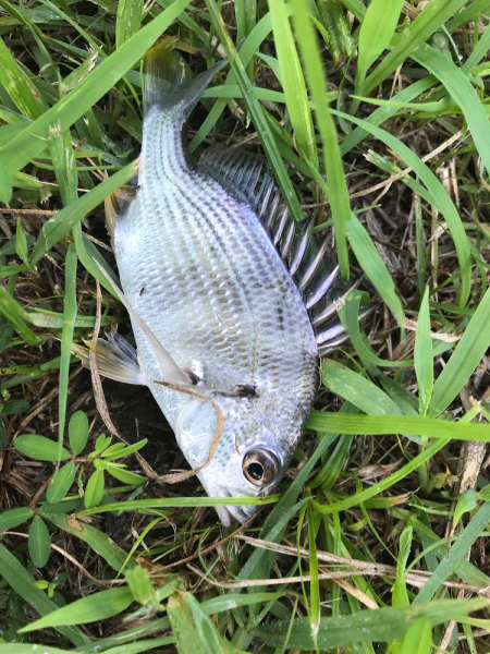 ランガンポッパー