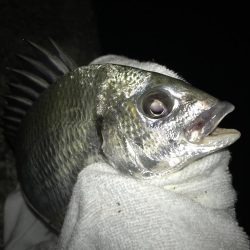 青流してチヌ！