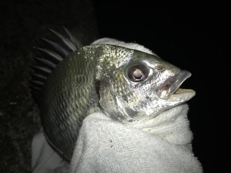 青流してチヌ！