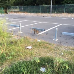 終盤タコまだいける