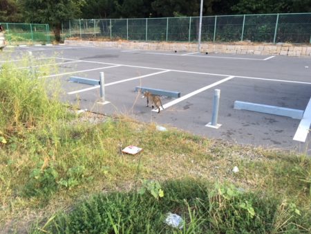 終盤タコまだいける