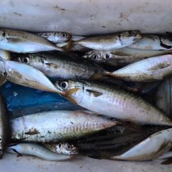 昼はだめ　夕まずめは入れ食い