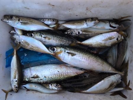 昼はだめ　夕まずめは入れ食い