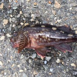 コスモタコ終了？