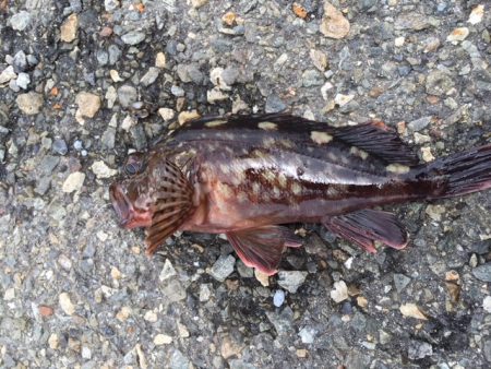 コスモタコ終了？