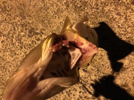 西舞鶴でマゴチ！