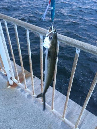 タチウオ釣れましたが小さ過ぎ！