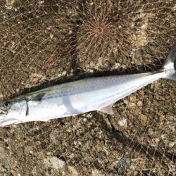 メクリアジ・サゴシ