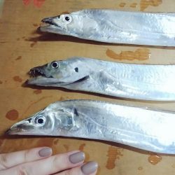 新子がきた～～！