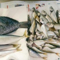 青物狙いでマゴチ！